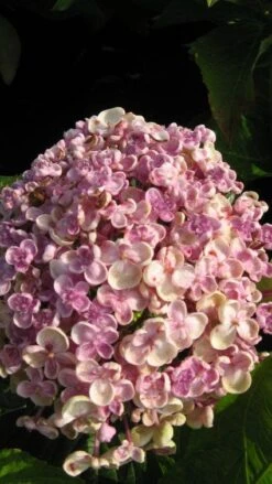 Seringhortensia (Hydrangea Macrophylla 'Ayesha') -OL Planten Winkel 20120202134624 2 2