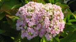 Seringhortensia (Hydrangea Macrophylla 'Ayesha') -OL Planten Winkel 20120202134706 2 2
