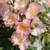 Miniklimroos (Rosa 'Open Arms') -OL Planten Winkel 20120207105027 1