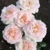 Grootbloemige Roos (Rosa 'A Whiter Shade Of Pale') -OL Planten Winkel 20120207112809 1