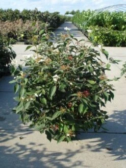 Sneeuwbal (Viburnum Plicatum 'Watanabe') 13 Sneeuwbal (Viburnum Plicatum 'Watanabe') -OL Planten Winkel 20120213095627 8