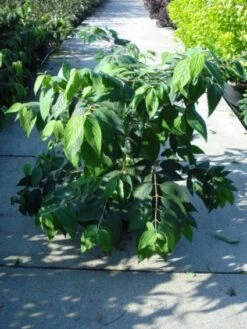 Sneeuwbal (Viburnum Plicatum 'Mariesii') -OL Planten Winkel 20120213095850 10