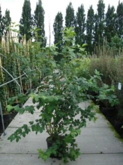 Sneeuwbal (Viburnum Opulus 'Roseum') -OL Planten Winkel 20120213095949 9