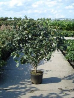 Sneeuwbal (Viburnum Carlcephalum) -OL Planten Winkel 20120213100404 11