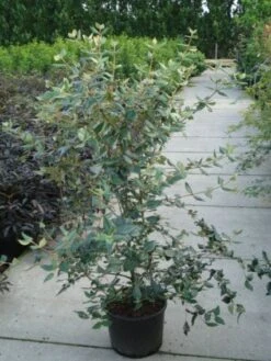 Sneeuwbal (Viburnum Burkwoodii) -OL Planten Winkel 20120213100608 14 1