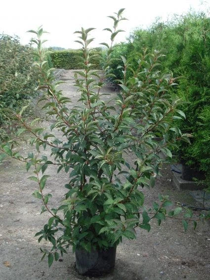 Sneeuwbal (Viburnum Bodnantense 'Charles Lamont') 7 Sneeuwbal (Viburnum Bodnantense 'Charles Lamont') - Afbeelding 5