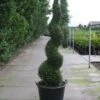 Conifeer Als Spiraal (Thuja Occidentalis 'Smaragd') -OL Planten Winkel 20120213101253 3 2