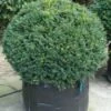 Taxusbol (Taxus Baccata) -OL Planten Winkel 20120213101841 16 1