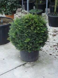 Taxusbol (Taxus Baccata) -OL Planten Winkel 20120213101948 16 1
