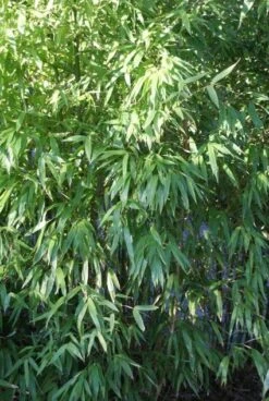 Niet Woekerende Bamboe (Fargesia 'Great Wall') 10 Niet Woekerende Bamboe (Fargesia 'Great Wall') -OL Planten Winkel 20120213125631 7