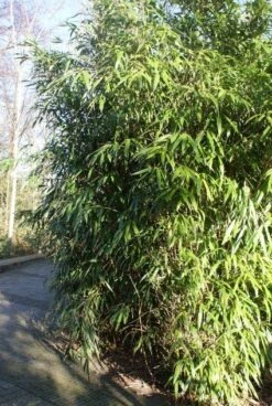 Bamboe (Phyllostachys Aurea) -OL Planten Winkel 20120213125900 13