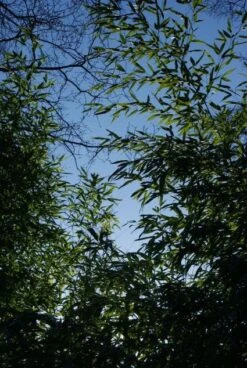 Bamboe (Phyllostachys Aurea) -OL Planten Winkel 20120213125929 13