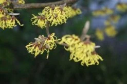 Toverhazelaar (Hamamelis Intermedia 'Arnold Promise') -OL Planten Winkel 20120213132348 6
