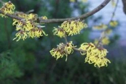 Toverhazelaar (Hamamelis Intermedia 'Arnold Promise') -OL Planten Winkel 20120213132408 6