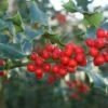 Hulst (Ilex Aquifolium 'Alaska') -OL Planten Winkel 20120213141441 11 1