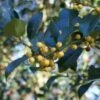 Hulst (Ilex Aquifolium 'Bacciflava') -OL Planten Winkel 20120213141636 6 1