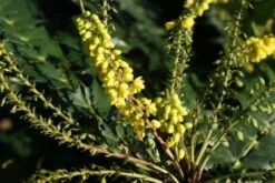 Mahoniestruik (Mahonia Media 'Winter Sun') -OL Planten Winkel 20120213142211 11 1