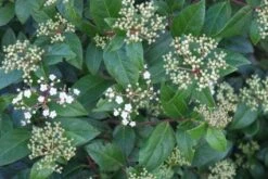 Groenblijvende Sneeuwbal (Viburnum Tinus 'Eve Price') 20 Groenblijvende Sneeuwbal (Viburnum Tinus 'Eve Price') -OL Planten Winkel 20120213144628 50 10 1