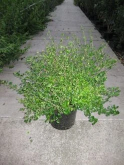 Dwerg Sering (Syringa Meyeri 'Palibin') 10 Dwerg Sering (Syringa Meyeri 'Palibin') -OL Planten Winkel 20120213153136 6