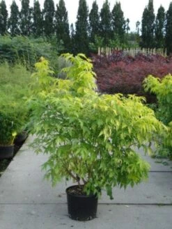 Vlier (Sambucus Racemosa 'Plumosa Aurea') 9 Vlier (Sambucus Racemosa 'Plumosa Aurea') -OL Planten Winkel 20120213154139 15 3
