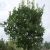 Aardbeiboom (Arbutus Unedo) 1 Aardbeiboom (Arbutus Unedo) -OL Planten Winkel 20120213154447 4