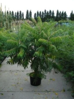 Fluweelboom, Struik (Rhus Typhina 'Dissecta' (Laciniata)) -OL Planten Winkel 20120213155119 5