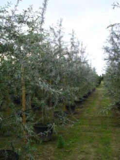 Sierpeer Als Struik (Pyrus Salicifolia 'Pendula') -OL Planten Winkel 20120213155559 6