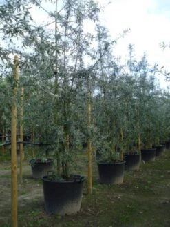 Sierpeer Als Struik (Pyrus Salicifolia 'Pendula') -OL Planten Winkel 20120213155637 6