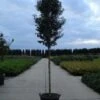Portugese Laurier Als Boom (Prunus Lusitanica 'Angustifolia') -OL Planten Winkel 20120213160658 7 1