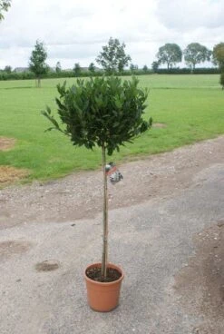 Echte Laurier Op Stam (Laurus Nobilis) -OL Planten Winkel 20120213163018 4