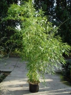Bamboe (Phyllostachys Aureosulcata 'Spectabilis') -OL Planten Winkel 20120213164735 7