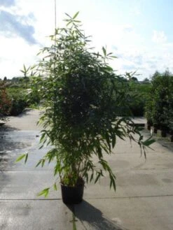 Bamboe (Phyllostachys Aurea) -OL Planten Winkel 20120213164824 13