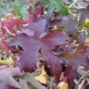 Amberboom Als Leivorm (Liquidambar Styraciflua 'Worplesdon') -OL Planten Winkel 20120214135328 2