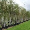 Meerstammige Berk (Betula Pendula) -OL Planten Winkel 20120214140104 4
