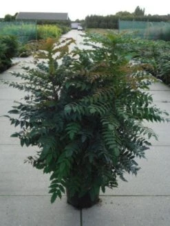 Mahoniestruik (Mahonia Media 'Winter Sun') -OL Planten Winkel 20120214143611 11 1