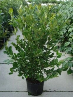 Stermagnolia (Magnolia Stellata) -OL Planten Winkel 20120214143817 13 1