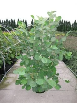 Beverboom (Magnolia Sieboldii) -OL Planten Winkel 20120214144026 8