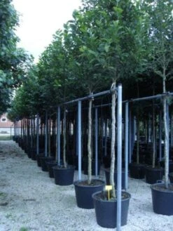 Beverboom (Magnolia Kobus) -OL Planten Winkel 20120214144339 19