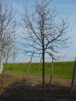 Beverboom (Magnolia Kobus) -OL Planten Winkel 20120214144416 19