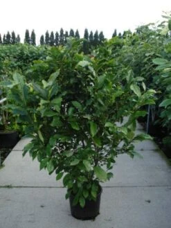 Beverboom, Struik (Magnolia Susan) -OL Planten Winkel 20120214144559 10