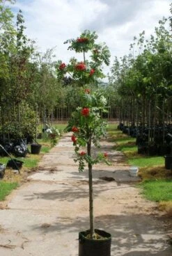 Gewone Lijsterbes (Sorbus Aucuparia) -OL Planten Winkel 20120214155946 6