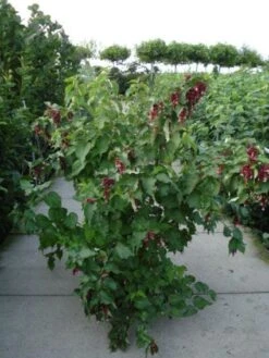 Fazantenbes (Leycesteria Formosa 'Purple Rain') 9 Fazantenbes (Leycesteria Formosa 'Purple Rain') -OL Planten Winkel 20120215131611 2