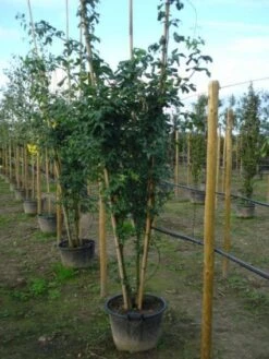 Gouden Regen, Struik (Laburnum Watereri 'Vossii') 13 Gouden Regen, Struik (Laburnum Watereri 'Vossii') -OL Planten Winkel 20120215131723 4