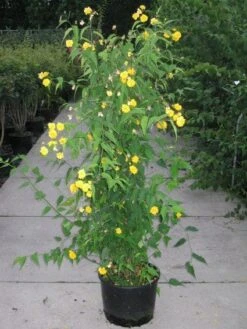 Ranonkelstruik (Kerria Japonica 'Pleniflora') -OL Planten Winkel 20120215132107 25 5