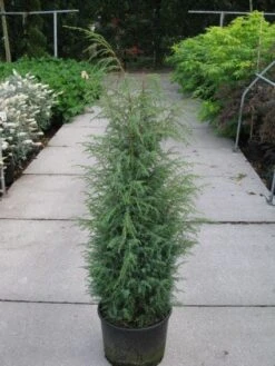 Jeneverbes (Juniperus Communis 'Hibernica') -OL Planten Winkel 20120215132223 7 1