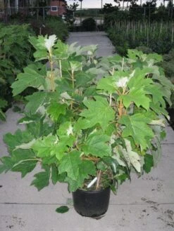 Eikenbladhortensia (Hydrangea Quercifolia) -OL Planten Winkel 20120215133849 6 1