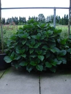 Seringhortensia (Hydrangea Macrophylla 'Ayesha') -OL Planten Winkel 20120215134722 2 3