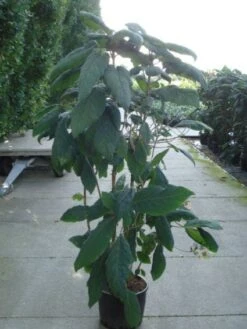 Fluweelhortensia (Hydrangea Aspera 'Macrophylla') -OL Planten Winkel 20120215134833 6 1