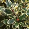 Bonte Hulst In Bolvorm (Ilex Aquifolium 'Argentea Marginata') -OL Planten Winkel 20120215153657 5 2