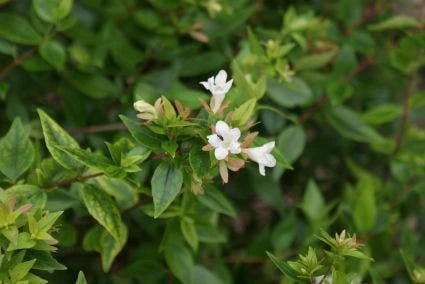 Abelia (Abelia Grandiflora 'Sherwood') 4 Abelia (Abelia Grandiflora 'Sherwood') - Afbeelding 2